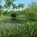 IMG Clifton Ings Pond Spring