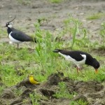 IMG_Lapwing, Oyster, Yellow wag Bike ride 048 Sutton-on-the-Forest (1024×768)-Peter Reed