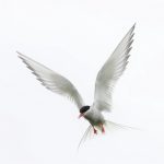 2.Arctic Tern-Sue Ball