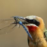2.White-fronted Bee-eater-John Barker