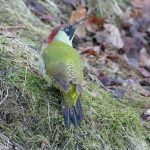 3.Green Woodpecker-Terry Weston