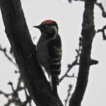 FSCN0980 Lesser Spotted Woodpecker KJC web crop