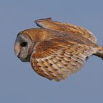 Barn Owl – Wheldrake Ings, Mar 2018 1st YOC