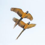 Blue&Yellow Macaws – 2nd World