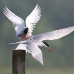 Common Tern – St. Aidans RSPB – 2nd UK
