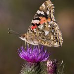 Painted Lady ,Redhouse © Antony Ward 2019