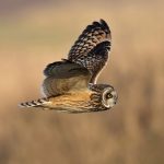 Short-eared Owl, Seaton Common © Antony Ward 2019