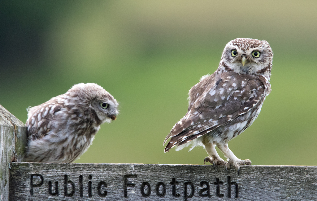2nd Everywhere else: Little Owls © John Barker 2022