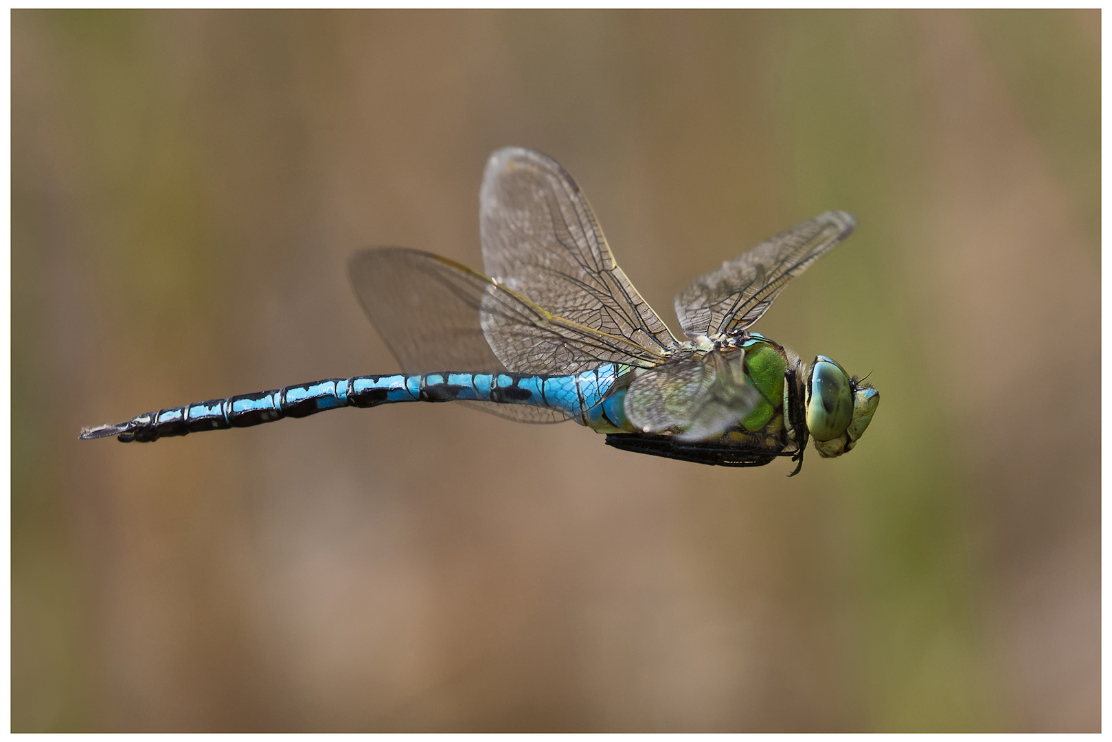 1st York area nature: Emperor Dragonfly © Antony Ward