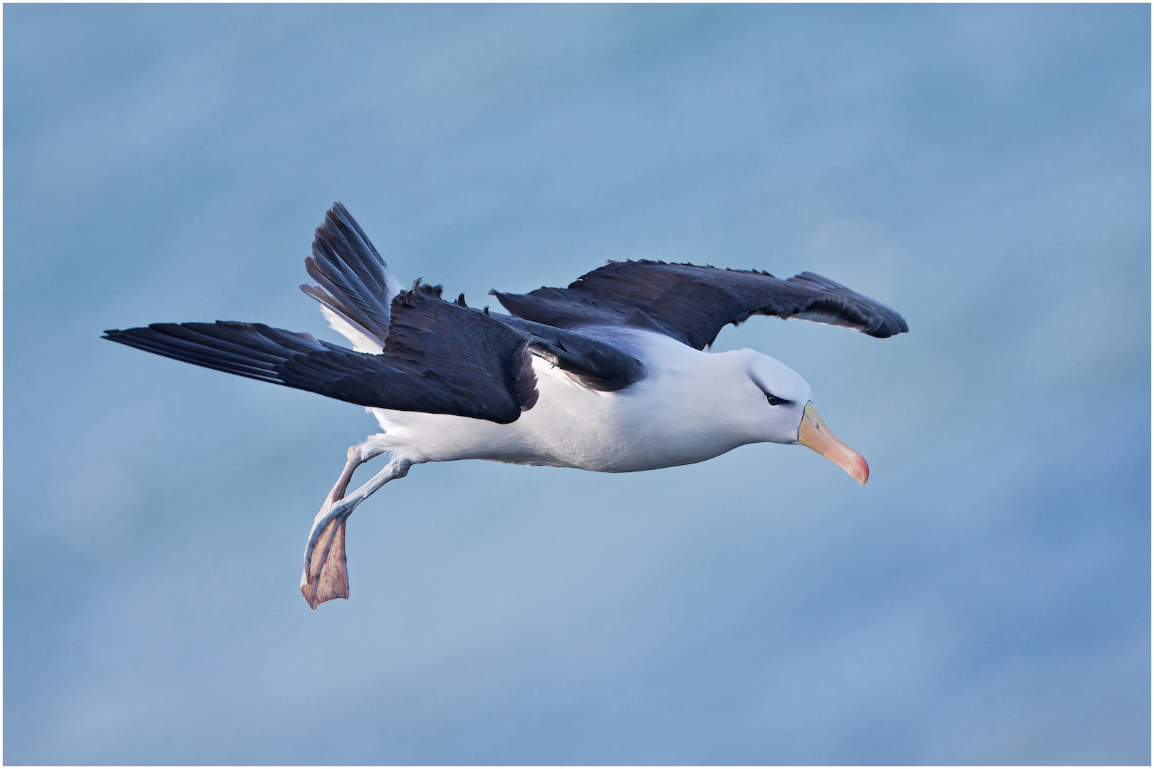 1st Everywhere else: Black-browed Albatross © Antony Ward 2022