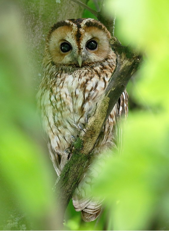 Tawny Owl © Terry Weston 2022