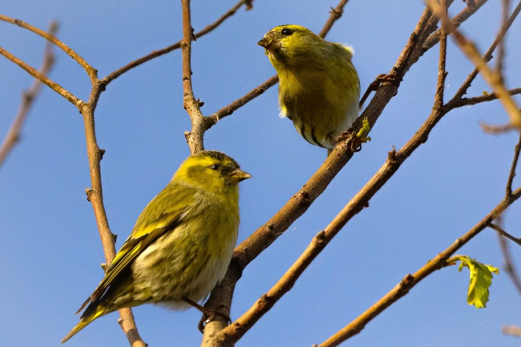 Two Siskins in tree