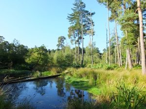 Pond and pines, Strensall