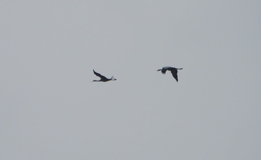 Two Common Cranes